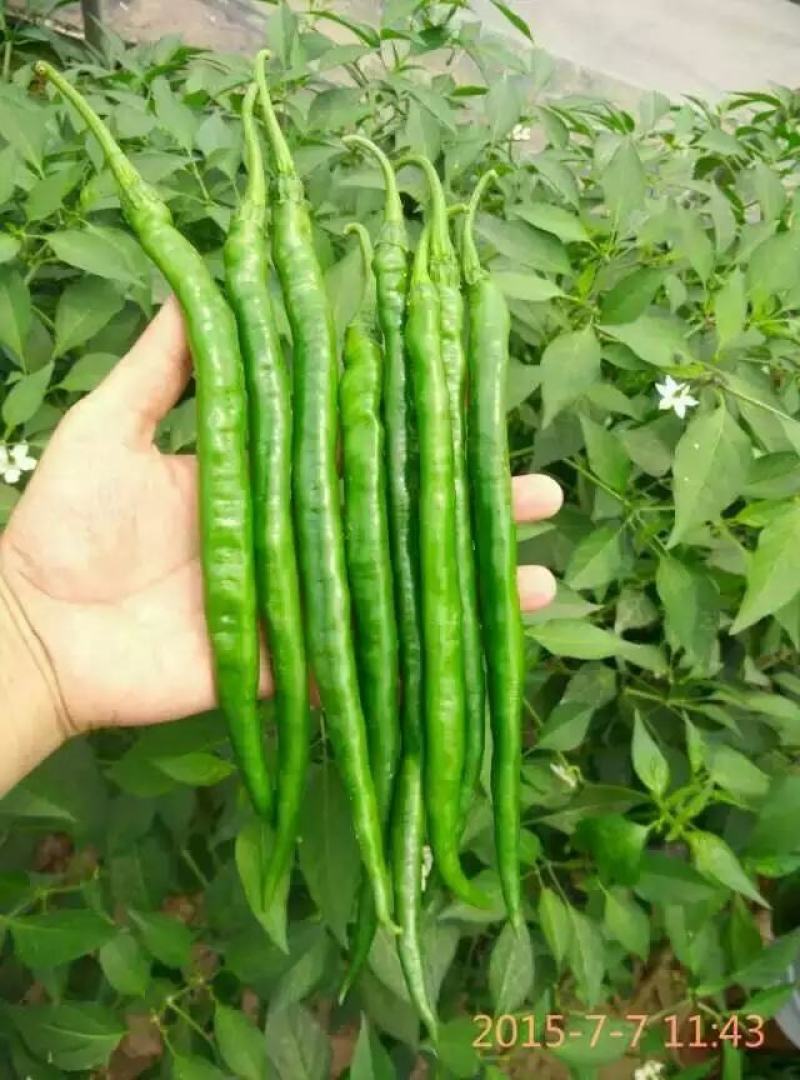 豫艺鲜辣28线椒种子结果能力强深绿皮线椒几乎节节有果