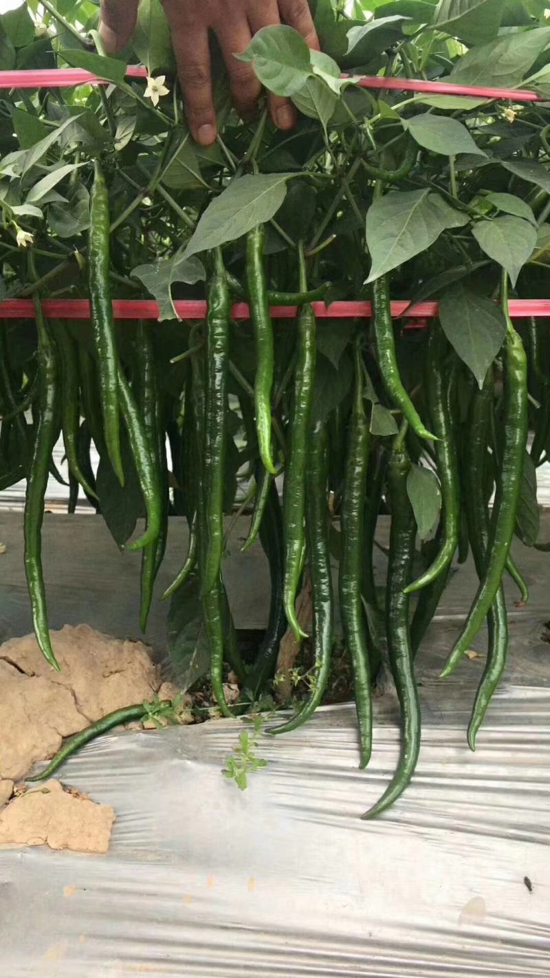 豫艺鲜辣28线椒种子结果能力强深绿皮线椒几乎节节有果