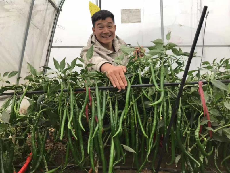 豫艺鲜辣28线椒种子结果能力强深绿皮线椒几乎节节有果
