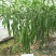豫艺鲜辣28线椒种子结果能力强深绿皮线椒几乎节节有果