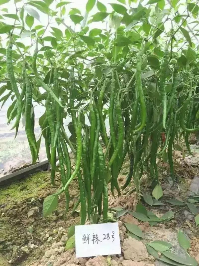 豫艺鲜辣28线椒种子结果能力强深绿皮线椒几乎节节有果