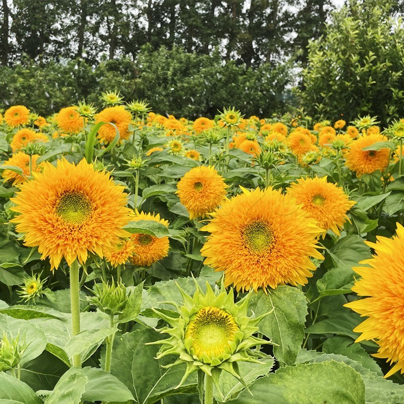 向日葵种子观赏向日葵种子迷你向日葵种子玩具熊向日葵种子