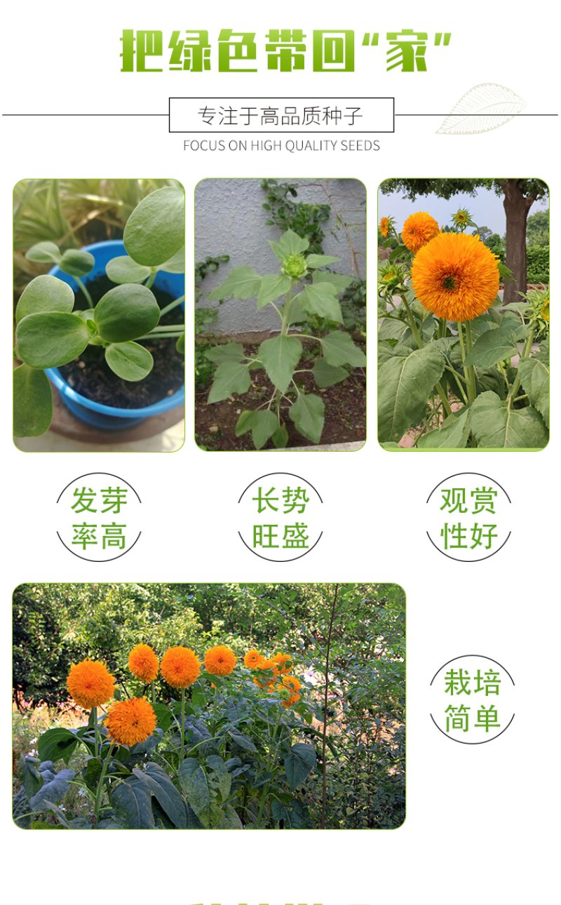 向日葵种子观赏向日葵种子迷你向日葵种子玩具熊向日葵种子