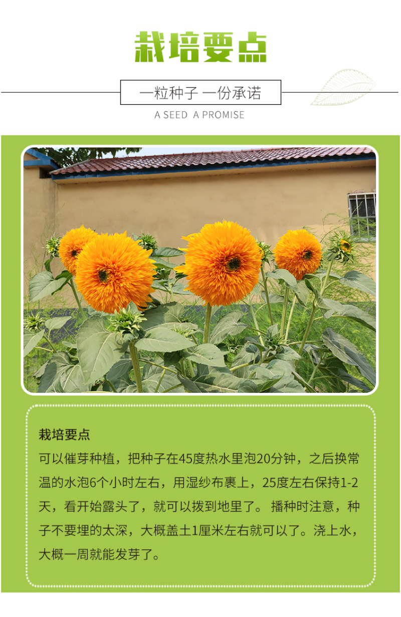 向日葵种子观赏向日葵种子迷你向日葵种子玩具熊向日葵种子