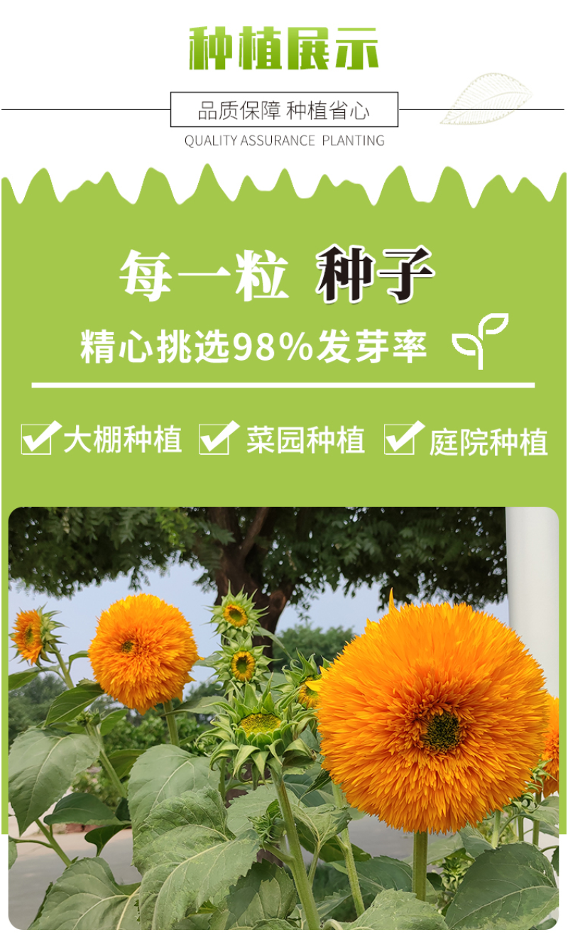 向日葵种子观赏向日葵种子迷你向日葵种子玩具熊向日葵种子