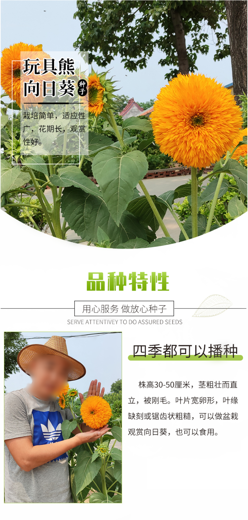 向日葵种子观赏向日葵种子迷你向日葵种子玩具熊向日葵种子