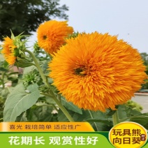 向日葵种子观赏向日葵种子迷你向日葵种子玩具熊向日葵种子
