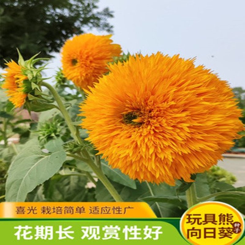 向日葵种子观赏向日葵种子迷你向日葵种子玩具熊向日葵种子