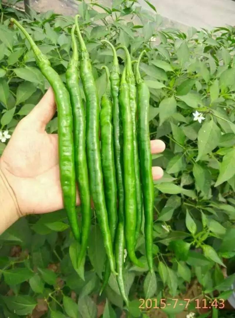 豫艺鲜辣28线椒种子结果能力特别强深绿皮线椒几乎节节有果