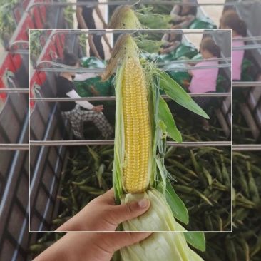 糯玉米