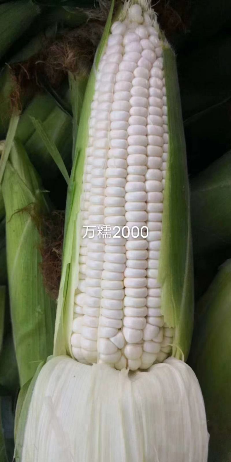 万糯2000