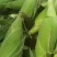 万糯2000
