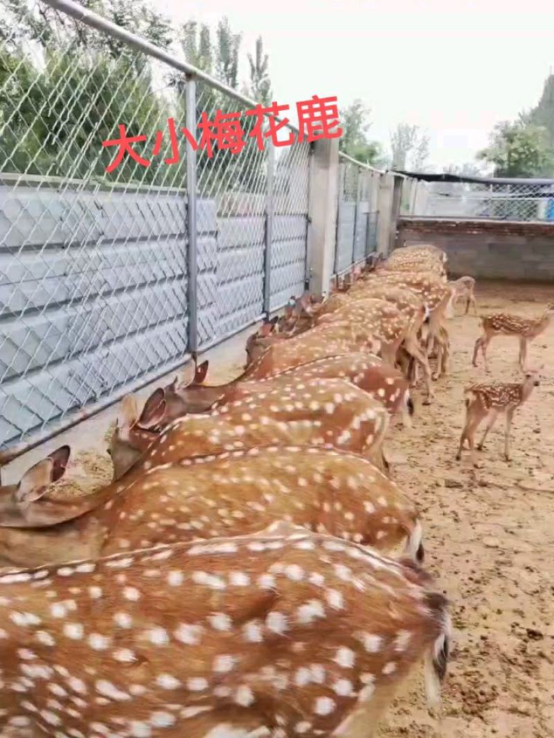 纯种梅花鹿梅花鹿饲料来源广泛包教技术包回收包运输