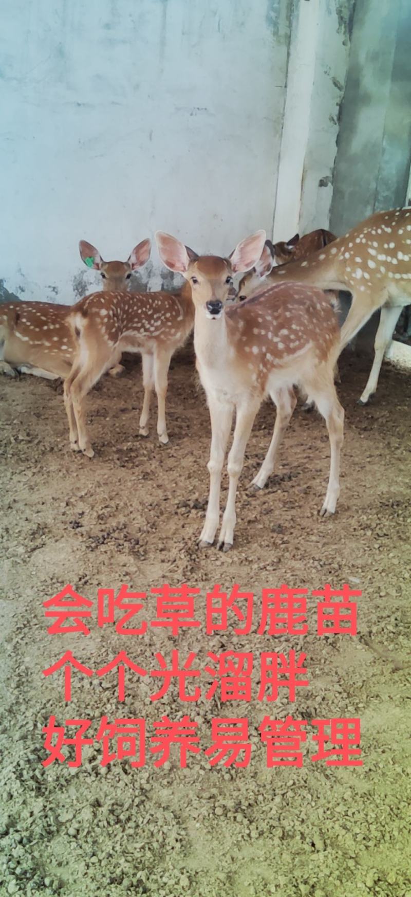 纯种梅花鹿梅花鹿饲料来源广泛包教技术包回收包运输