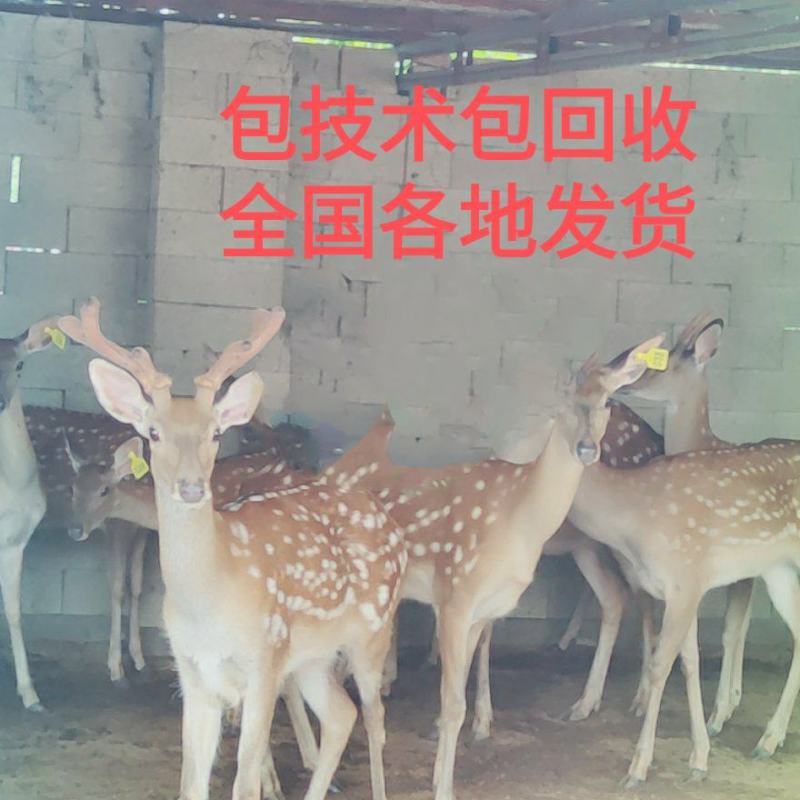 纯种梅花鹿梅花鹿饲料来源广泛包教技术包回收包运输