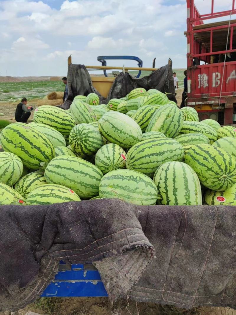 正宗宁夏硒砂瓜，石头瓜双红金城5，产地直发，保质保量。