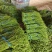 开封精品翠绿色长豆角，豇豆大量上市中欢迎来电洽谈合作