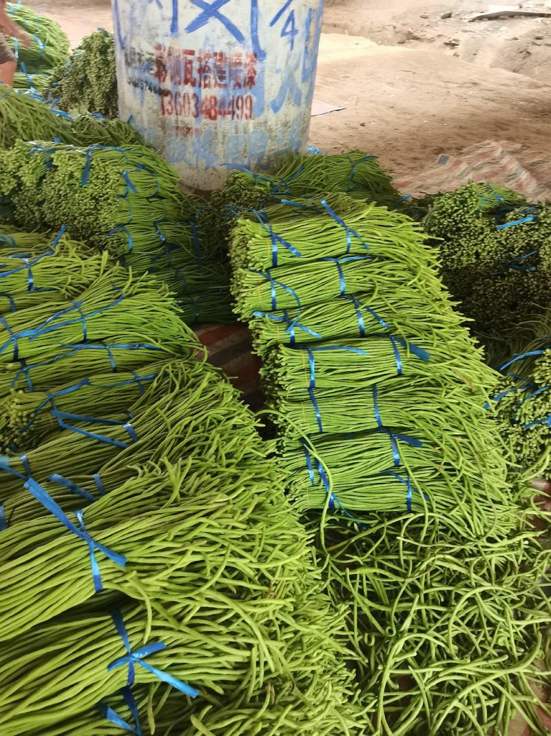 开封精品翠绿色长豆角，豇豆大量上市中欢迎来电洽谈合作