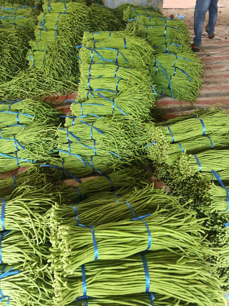 开封精品翠绿色长豆角，豇豆大量上市中欢迎来电洽谈合作