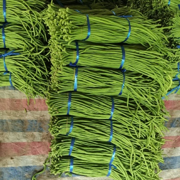 开封精品翠绿色长豆角，豇豆大量上市中欢迎来电洽谈合作