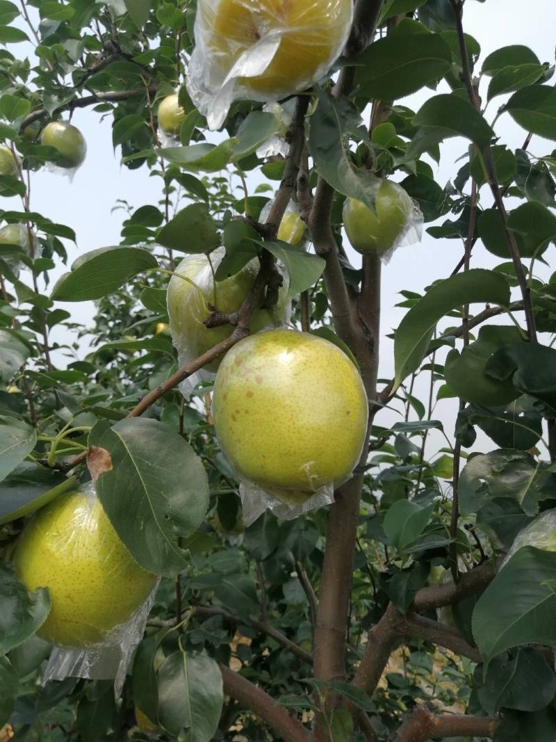 皇冠梨