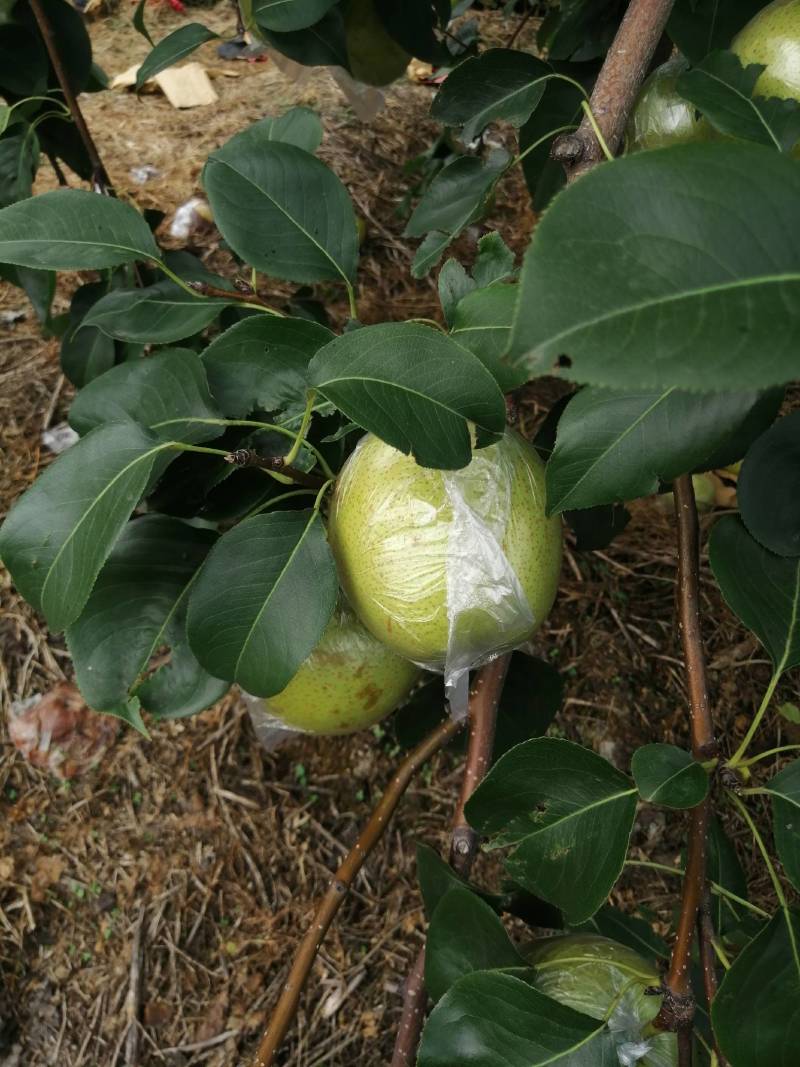 皇冠梨