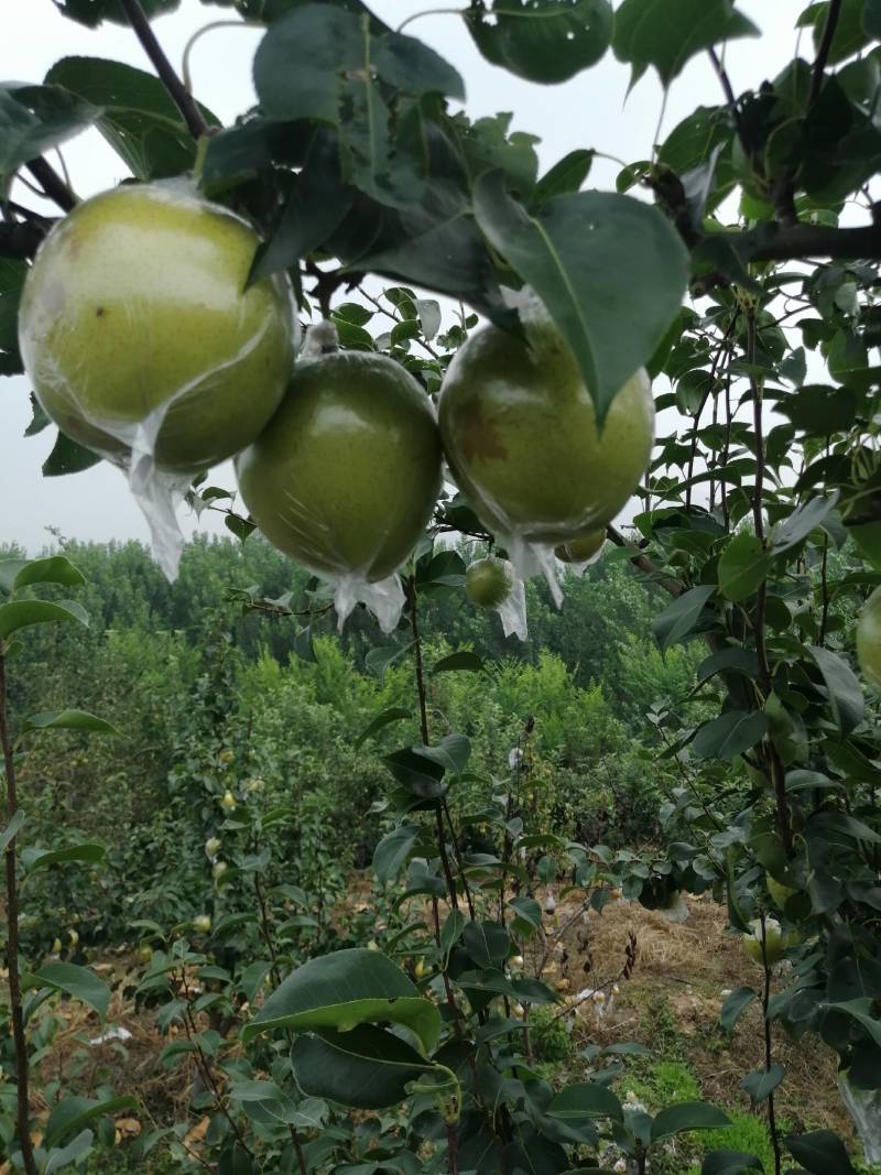 皇冠梨
