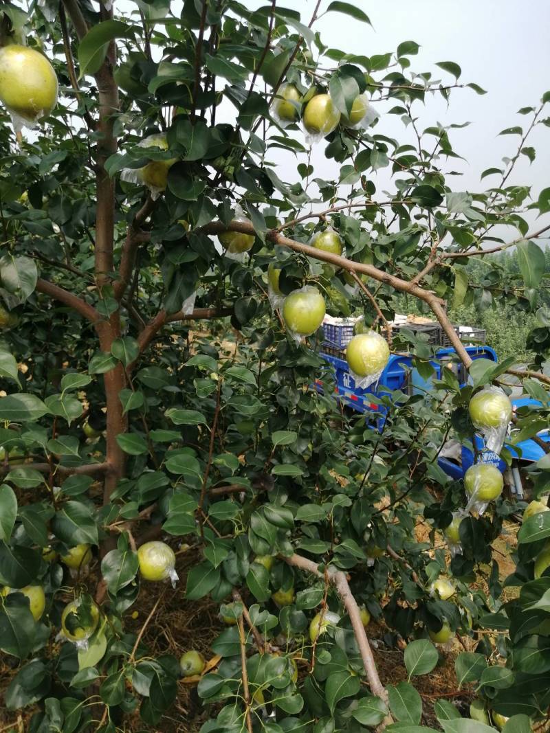 皇冠梨