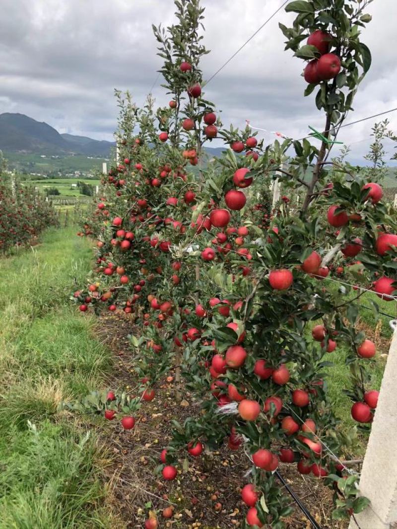 云南昭通苹果红嘎啦颜色好品质好产地批发大量供货。