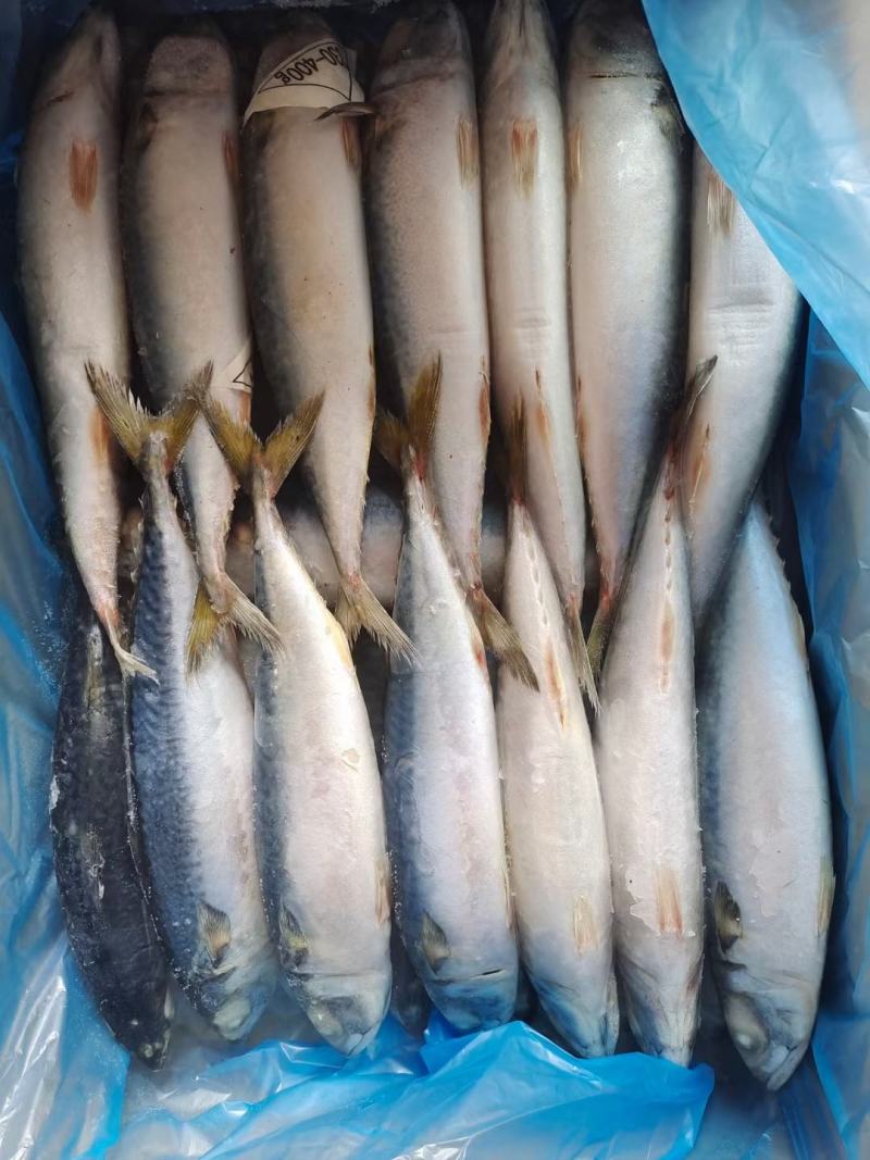 冷水鲐鲅鱼不破肚不吐刺，小白肚皮，嘎嘎漂亮