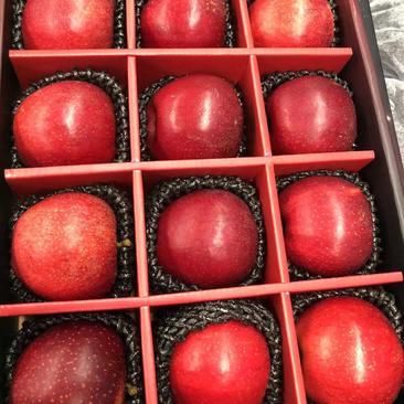 云南昭通苹果红嘎啦颜色好品质好产地批发大量供货。