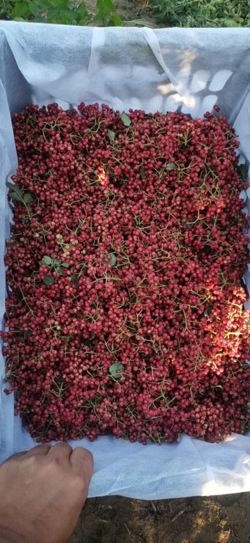 陕西凤椒！颜色红艳，红花椒！凤椒！香麻味十足！花椒凤头！