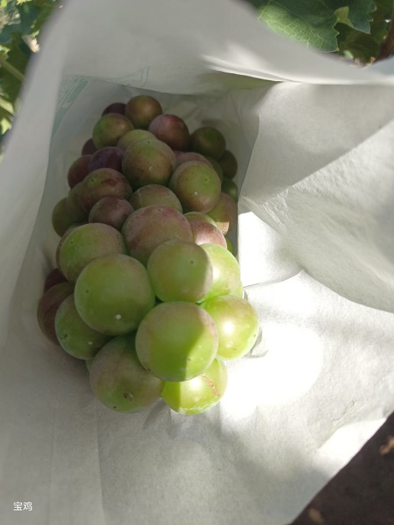 巨峰葡萄***********
