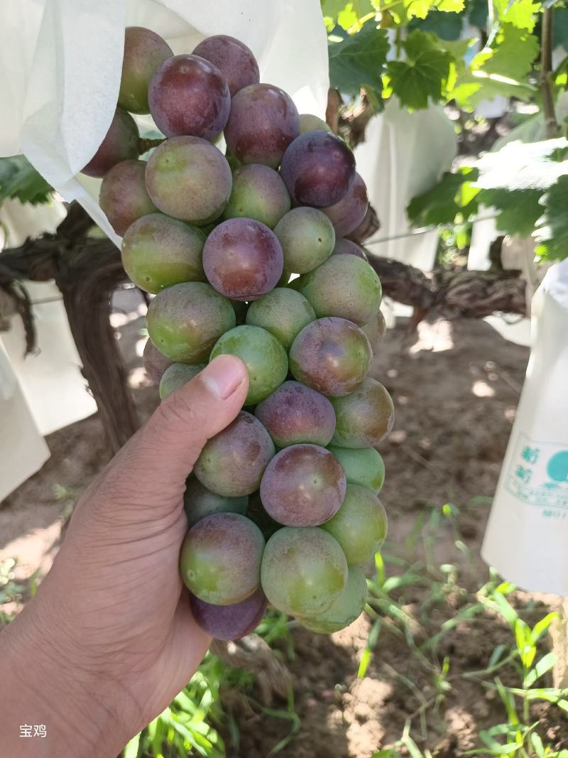 巨峰葡萄***********