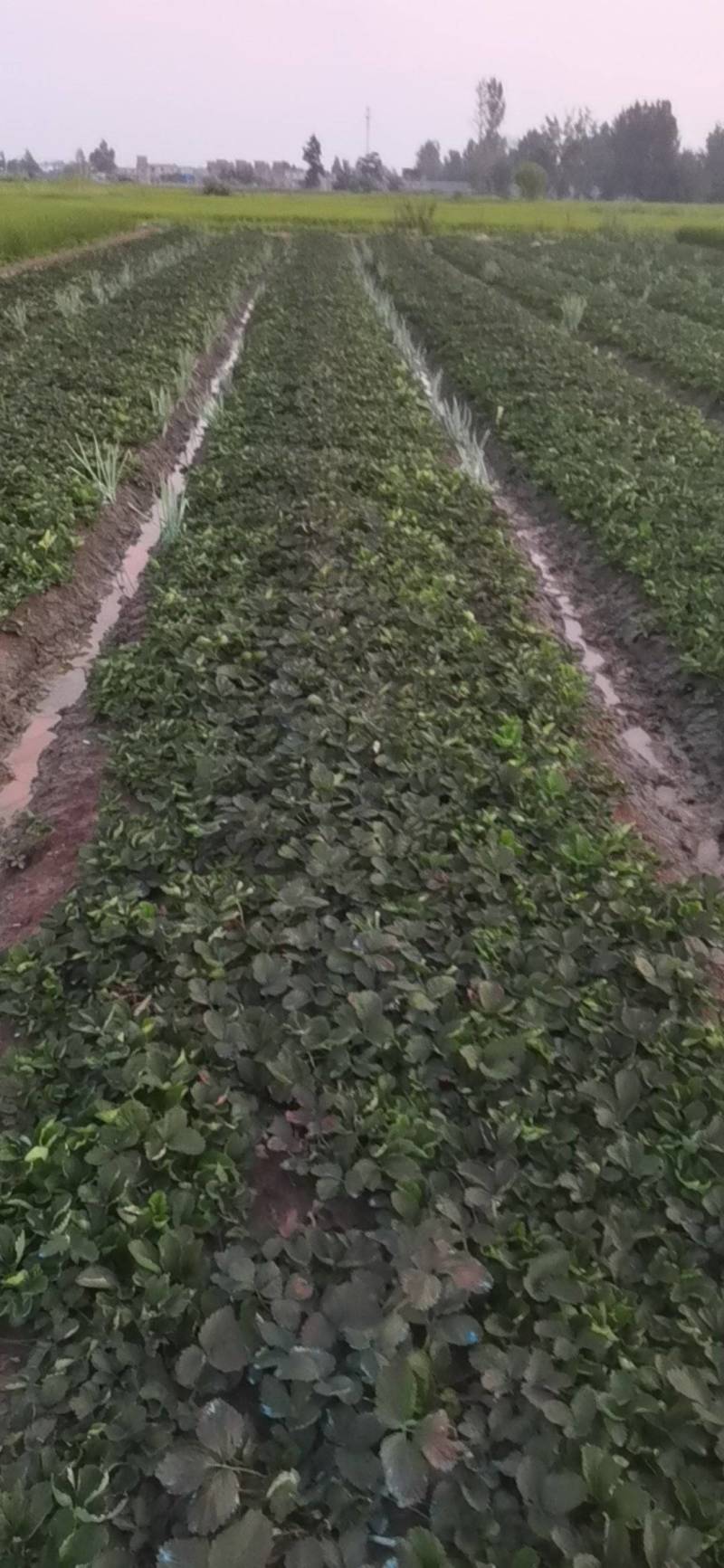 红颜草莓苗，健壮矮杆，无病菌，农户家庭种植，技术先进