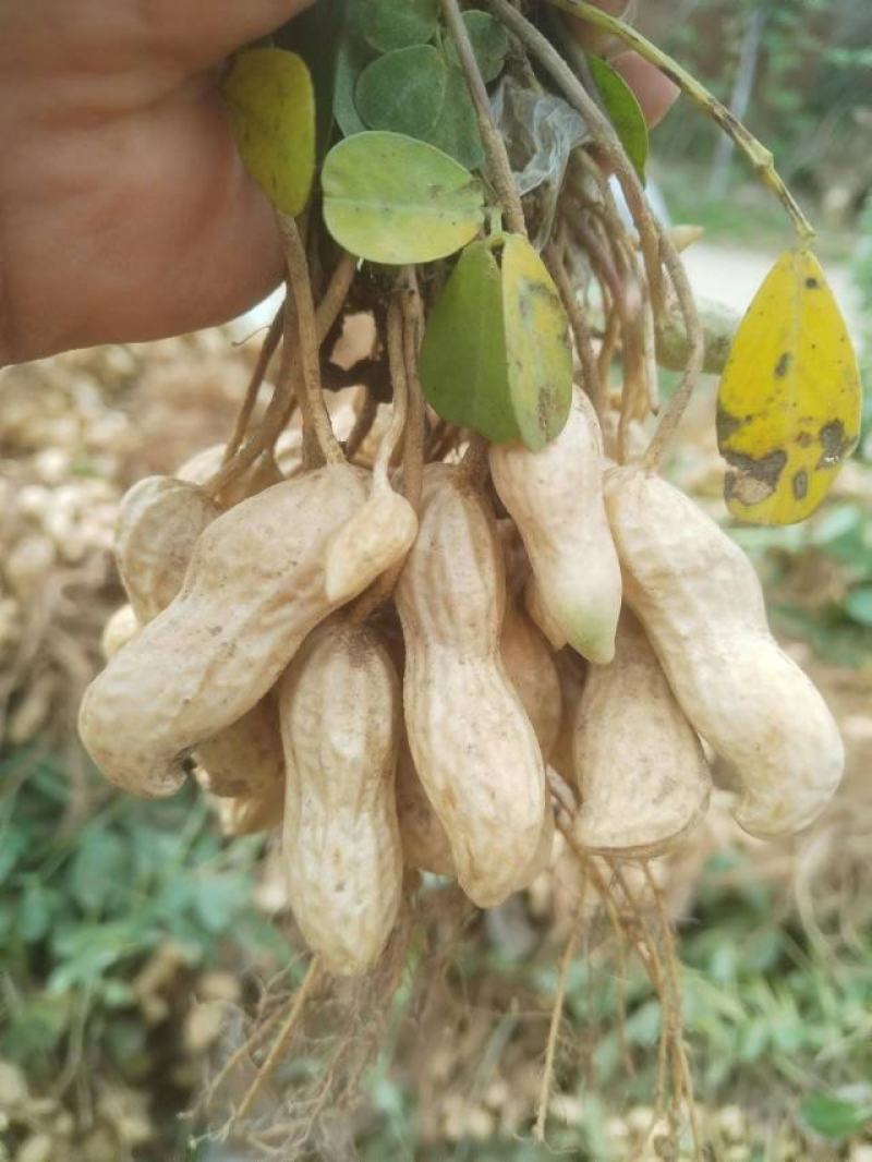 祥符白沙花生，一手货源，质优价廉，欢迎老板选购