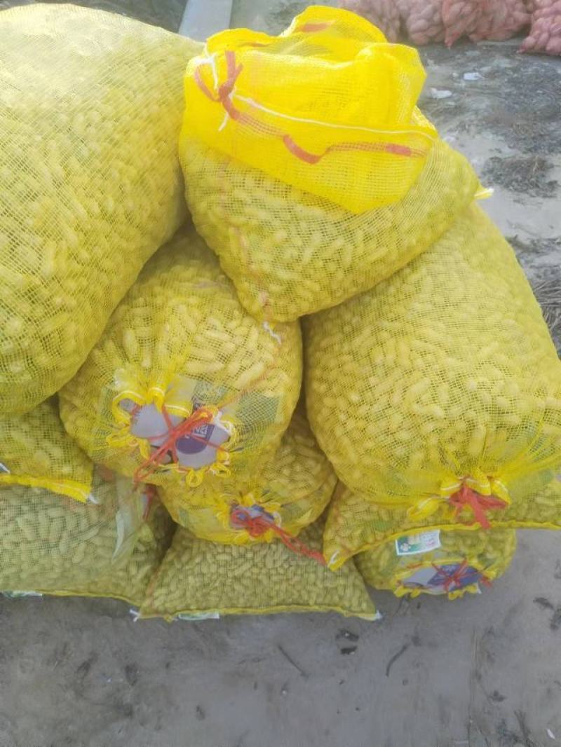 祥符白沙花生，一手货源，质优价廉，欢迎老板选购