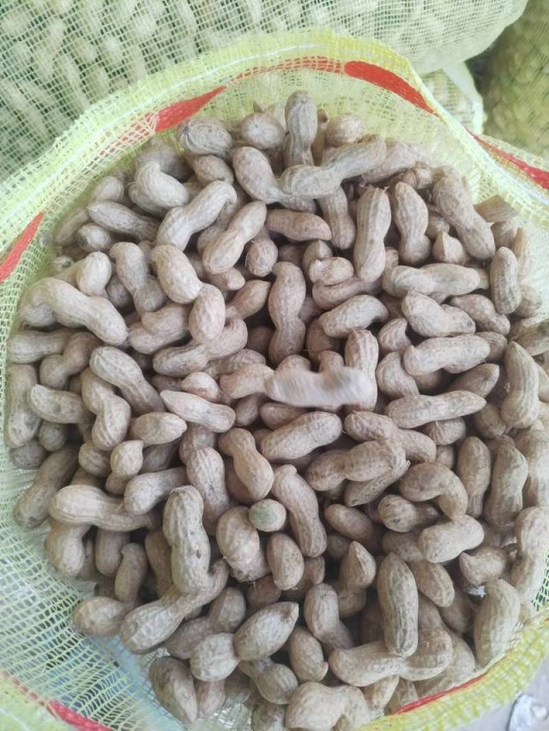 祥符白沙花生，一手货源，质优价廉，欢迎老板选购