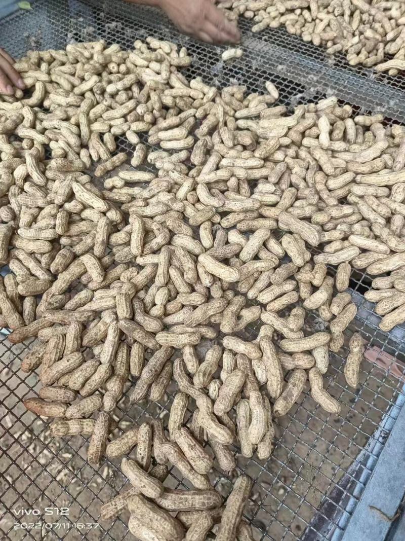祥符白沙花生，一手货源，质优价廉，欢迎老板选购