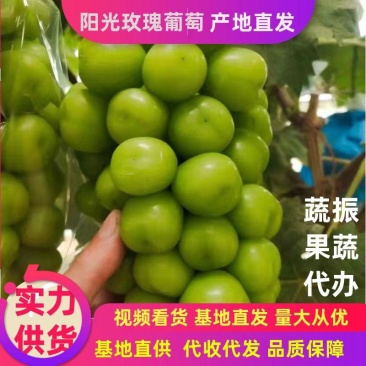 山东阳光玫瑰葡萄晴王葡萄基地代收代发全国，价格合理