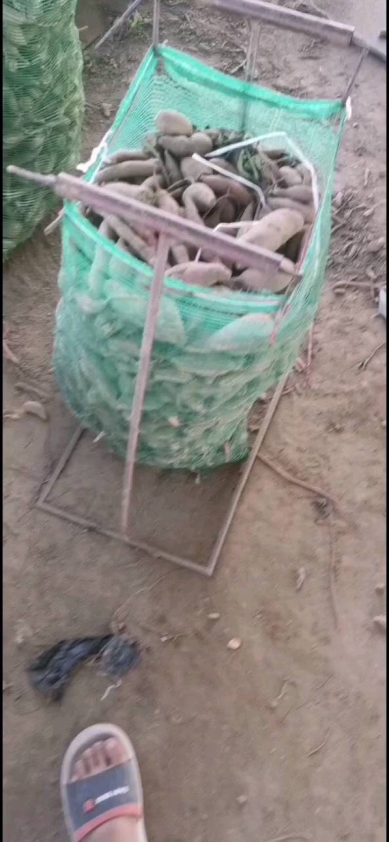 养殖薯，可用来喂养牛羊猪肉虫，营养价值丰富