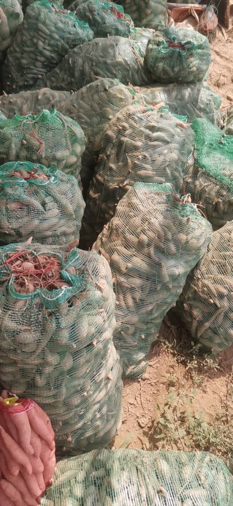 养殖薯，可用来喂养牛羊猪肉虫，营养价值丰富