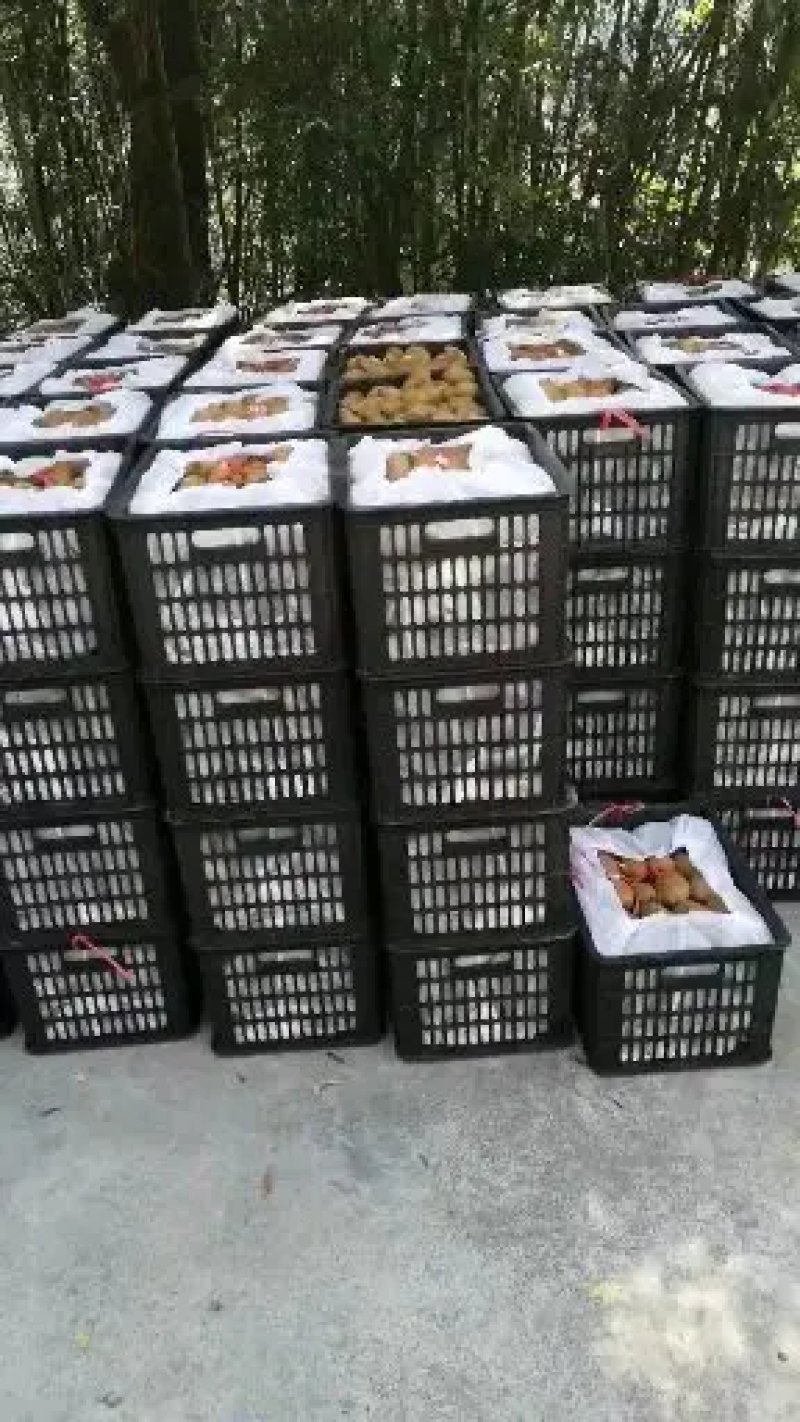 【热销】米良一号猕猴桃产地一手货源社区团购电商超市