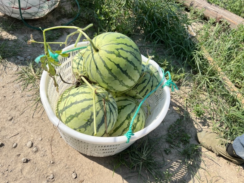 988二茬瓜开卖了！