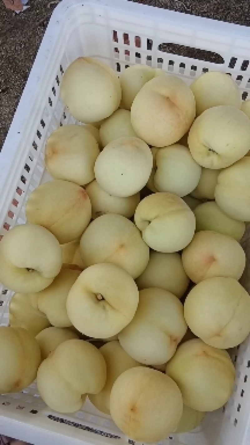 山东沂源九号水蜜桃大量上市，货源充足，需要一亩田电话联系