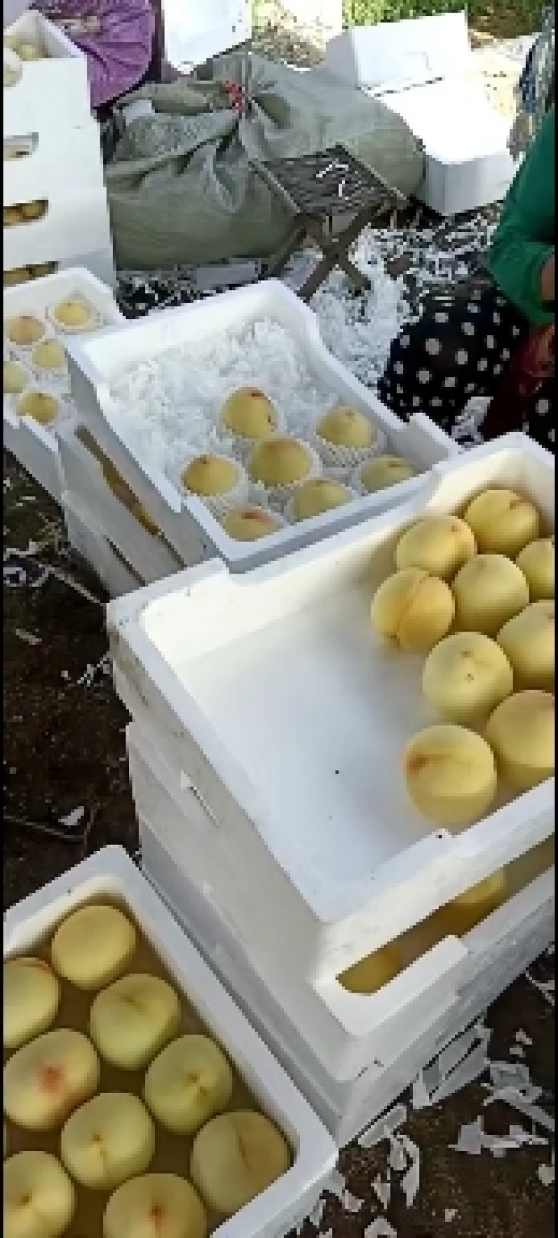 山东沂源九号水蜜桃大量上市，货源充足，需要一亩田电话联系