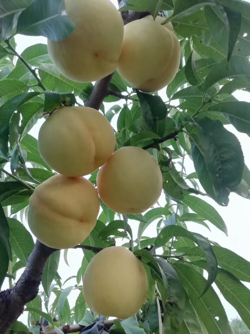 山东沂源九号水蜜桃大量上市，货源充足，需要一亩田电话联系