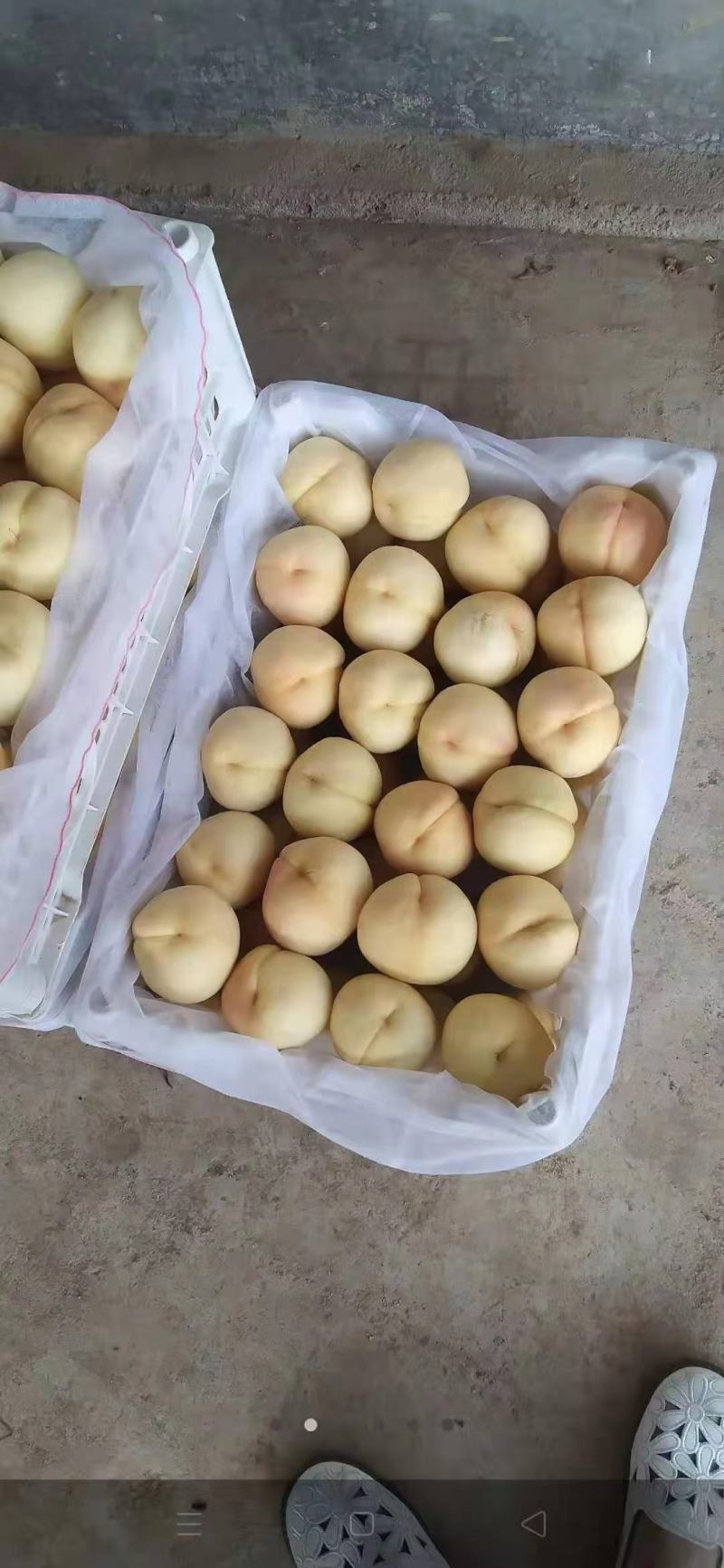 山东沂源九号水蜜桃大量上市，货源充足，需要一亩田电话联系