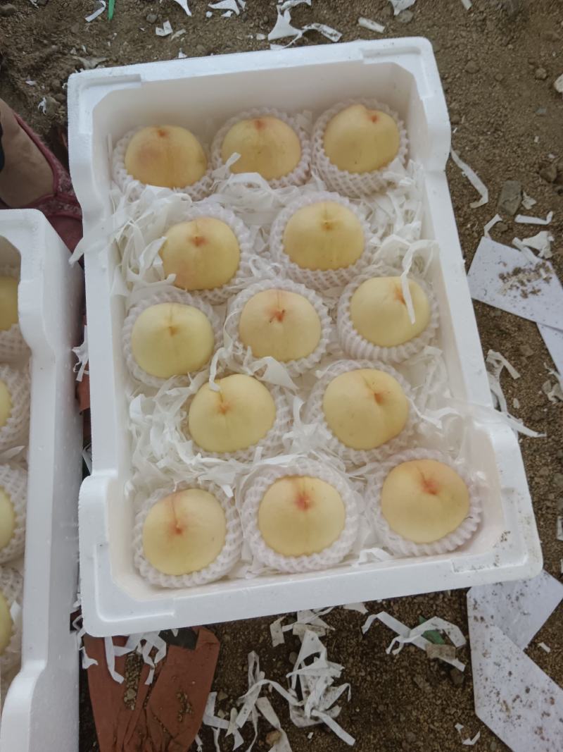 山东沂源九号水蜜桃大量上市，货源充足，需要一亩田电话联系