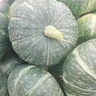甘肃旱地板栗南瓜